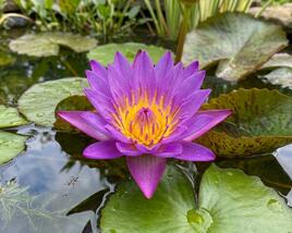 Leknín 'Purple Cup' ISG
