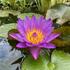 Nymphaea 'Purple Cup' ISG.jpg