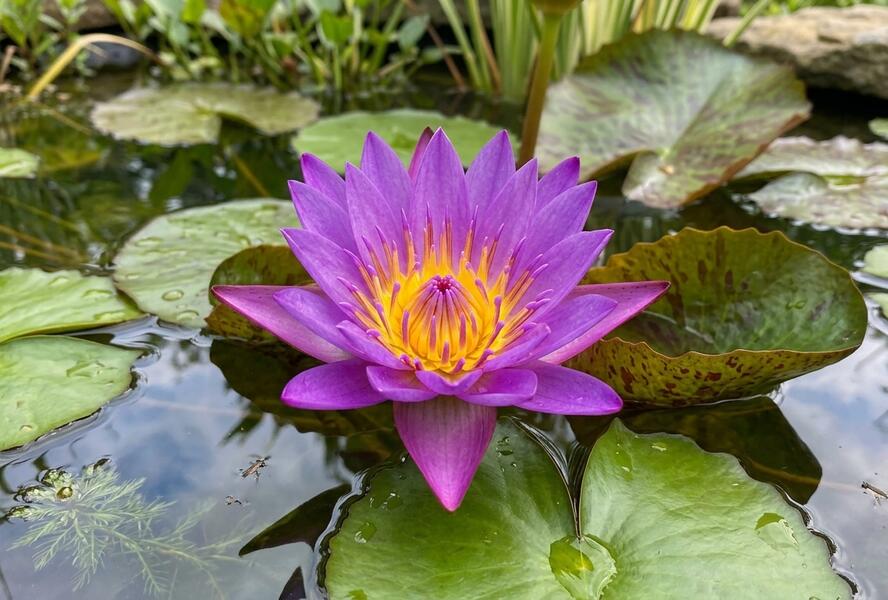 Leknín 'Purple Cup' ISG - Nymphaea 'Purple Cup' ISG