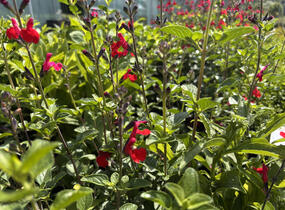 Šalvěj Greggova 'Salvito Scarlet' - Salvia greggii 'Salvito Scarlet'