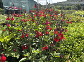 Šalvěj Greggova 'Salvito Scarlet' - Salvia greggii 'Salvito Scarlet'