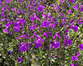 Šalvěj Greggova 'Salvito Violet'