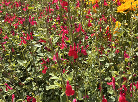 Šalvěj Greggova 'Hot Lips' - Salvia greggii 'Hot Lips'