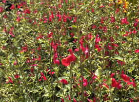 Šalvěj Greggova 'Hot Lips' - Salvia greggii 'Hot Lips'