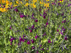 Šalvěj Greggova 'Amethyst Lips' - Salvia greggii 'Amethyst Lips'