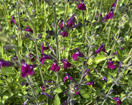 Šalvěj Greggova 'Amethyst Lips'