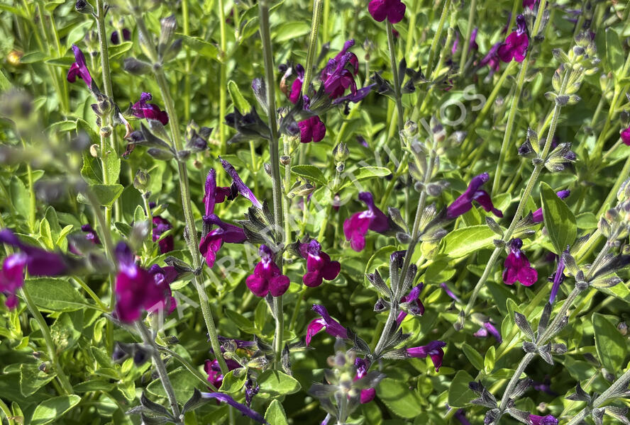 Šalvěj Greggova 'Amethyst Lips' - Salvia greggii 'Amethyst Lips'
