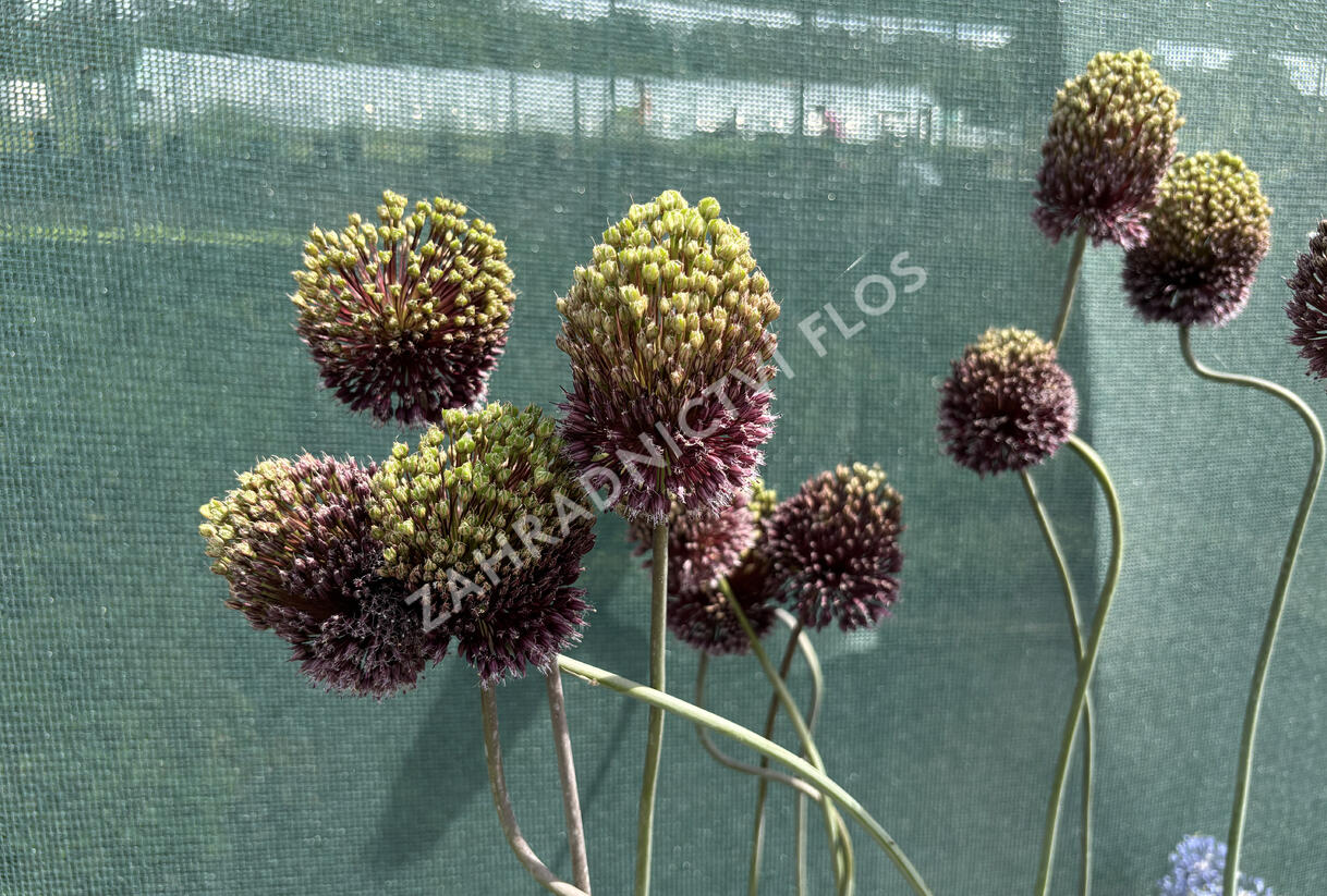 Česnek 'Forelock' - Allium 'Forelock'