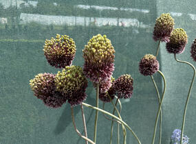 Česnek 'Forelock' - Allium 'Forelock'