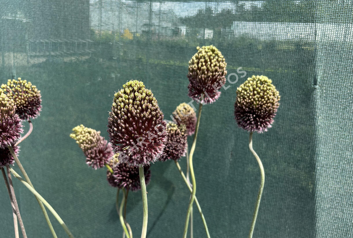 Česnek 'Forelock' - Allium 'Forelock'