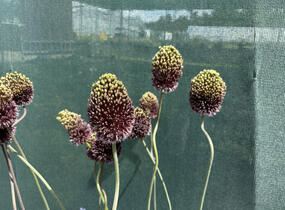 Česnek 'Forelock' - Allium 'Forelock'