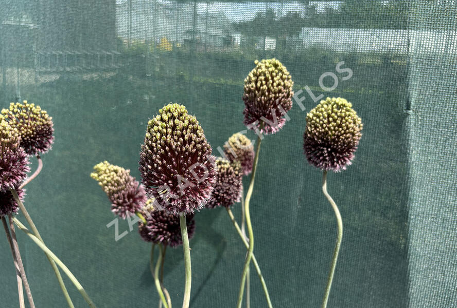 Česnek 'Forelock' - Allium 'Forelock'