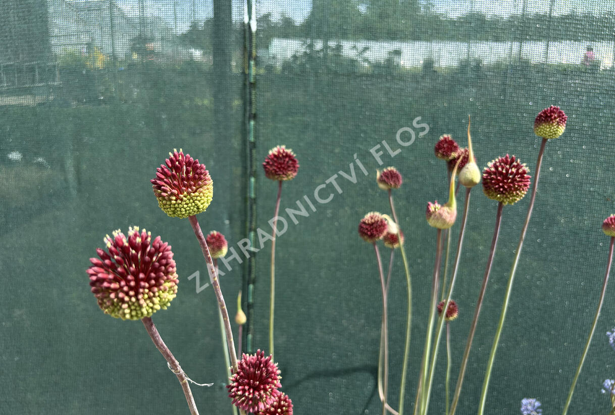 Česnek 'Red Mohican' - Allium 'Red Mohican'