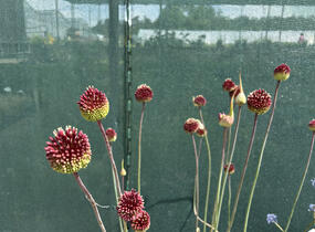 Česnek 'Red Mohican' - Allium 'Red Mohican'