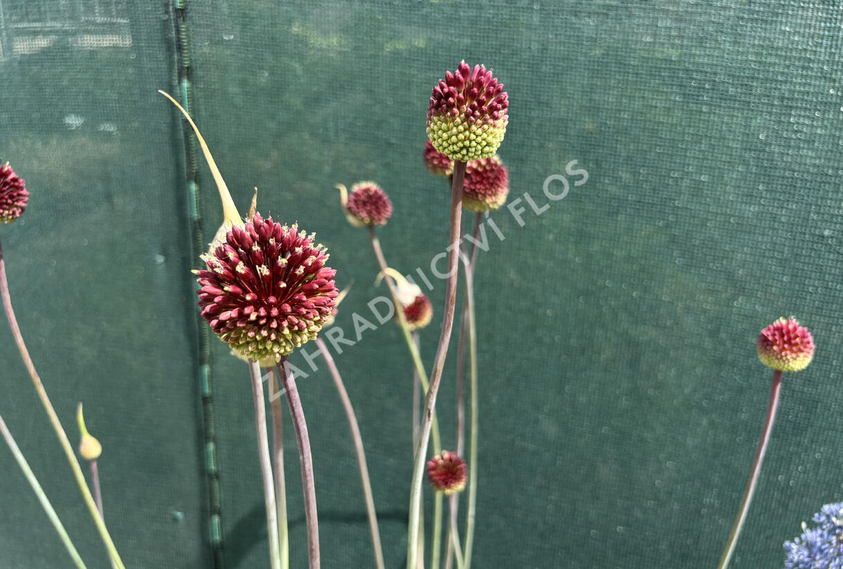 Česnek 'Red Mohican' - Allium 'Red Mohican'