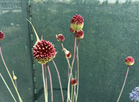 Česnek 'Red Mohican' - Allium 'Red Mohican'