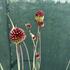 Allium 'Red Mohican'.jpg
