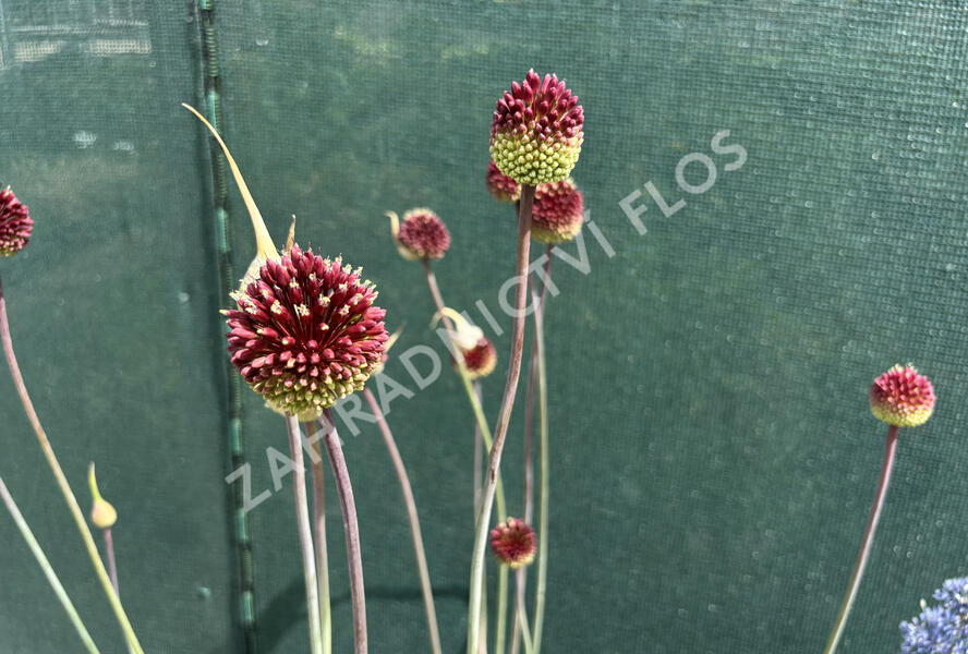 Česnek 'Red Mohican' - Allium 'Red Mohican'