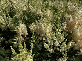 Čechrava čínská 'Visions in White' - Astilbe chinensis 'Visions in White'