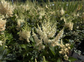 Čechrava čínská 'Visions in White' - Astilbe chinensis 'Visions in White'
