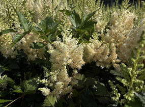 Čechrava čínská 'Visions in White' - Astilbe chinensis 'Visions in White'