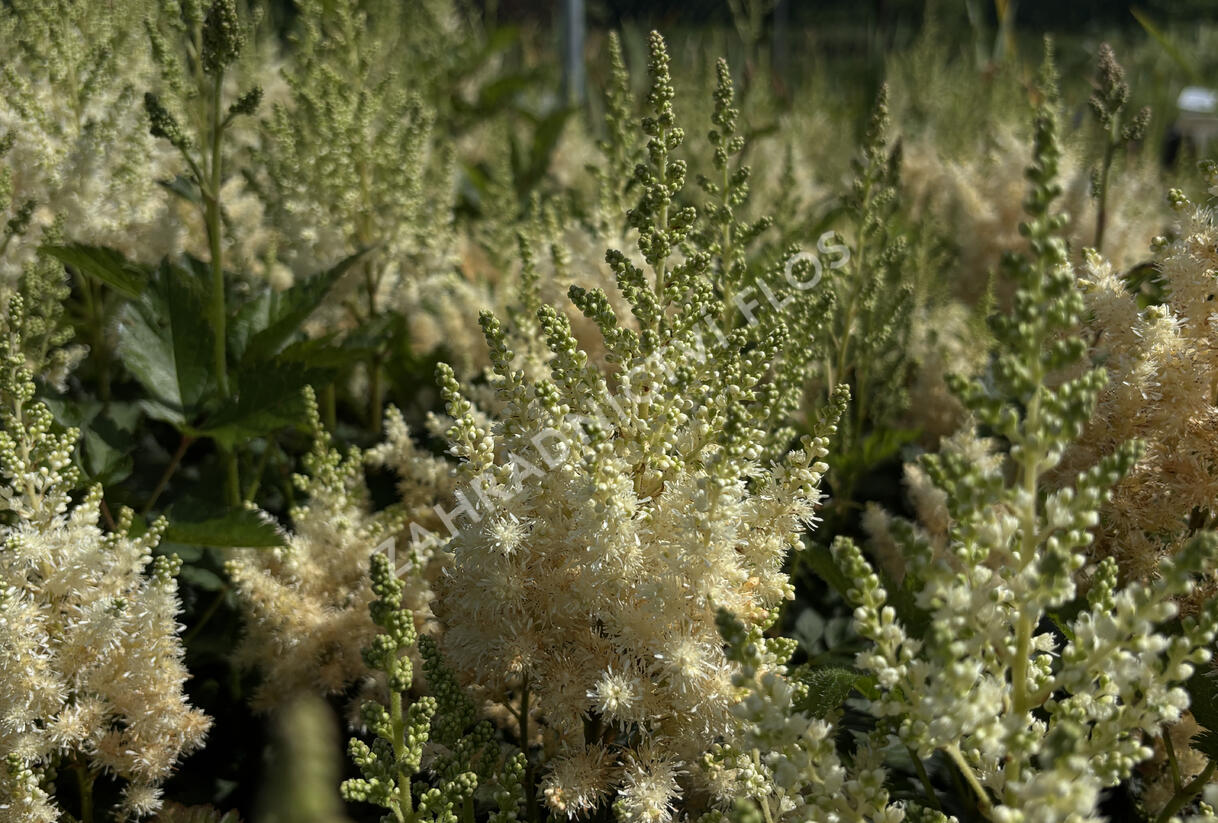 Čechrava čínská 'Visions in White' - Astilbe chinensis 'Visions in White'