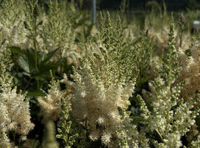 Čechrava čínská 'Visions in White' - Astilbe chinensis 'Visions in White'