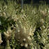 Astilbe chinensis 'Visions in White'3.jpg