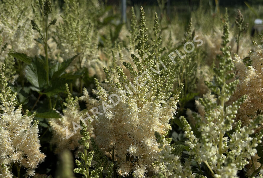 Čechrava čínská 'Visions in White' - Astilbe chinensis 'Visions in White'