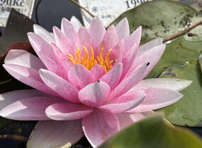 Leknín 'Hollandia' - Nymphaea 'Hollandia'