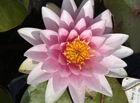 Leknín 'Hollandia' - Nymphaea 'Hollandia'