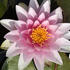 Nymphaea 'Hollandia'.jpg