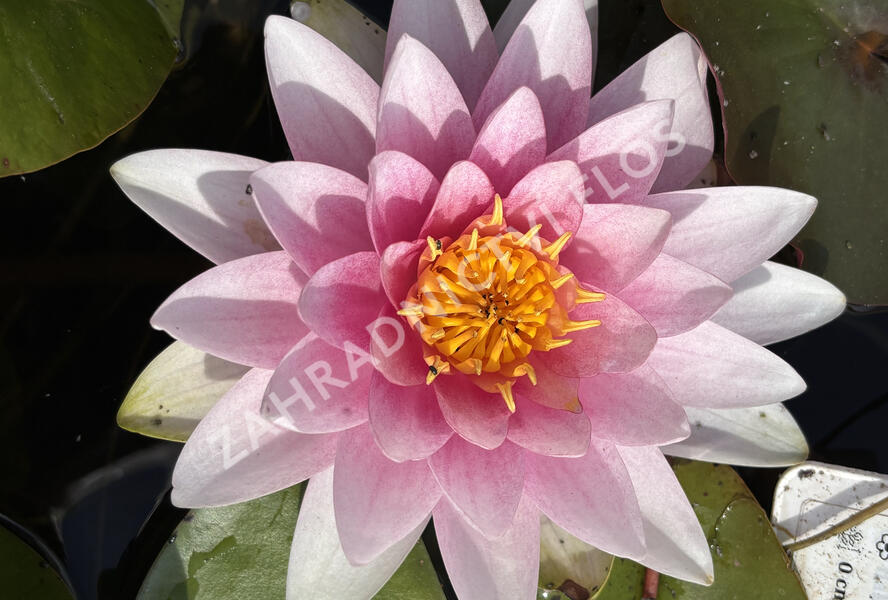 Leknín 'Hollandia' - Nymphaea 'Hollandia'