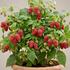 Rubus idaeus 'Summer Lovers Patio Early'.jpg