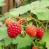 Rubus parviflorus 'Dorman Red'.jpg