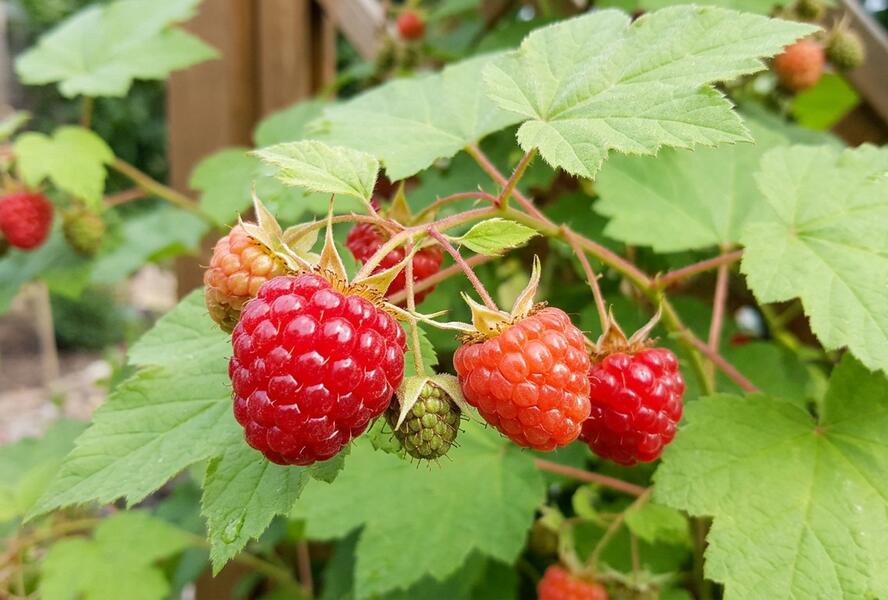 Ostružiník nutkajský 'Dorman Red' - Rubus parviflorus 'Dorman Red'