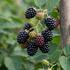 Rubus fruticosus 'Little Black Prince'.jpg