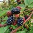 Rubus fruticosus 'Čačanská beztrnná'.jpg