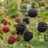 Rubus fruticosus 'Navaho Summerlong'.jpg