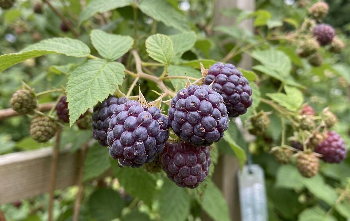 Malinoostružiník jednouplodící 'Glen Coe' - Rubus hybridus 'Glen Coe'