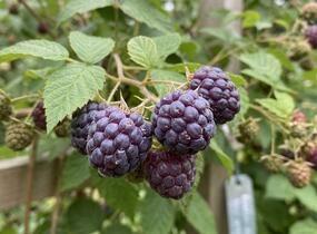 Malinoostružiník jednouplodící 'Glen Coe' - Rubus hybridus 'Glen Coe'