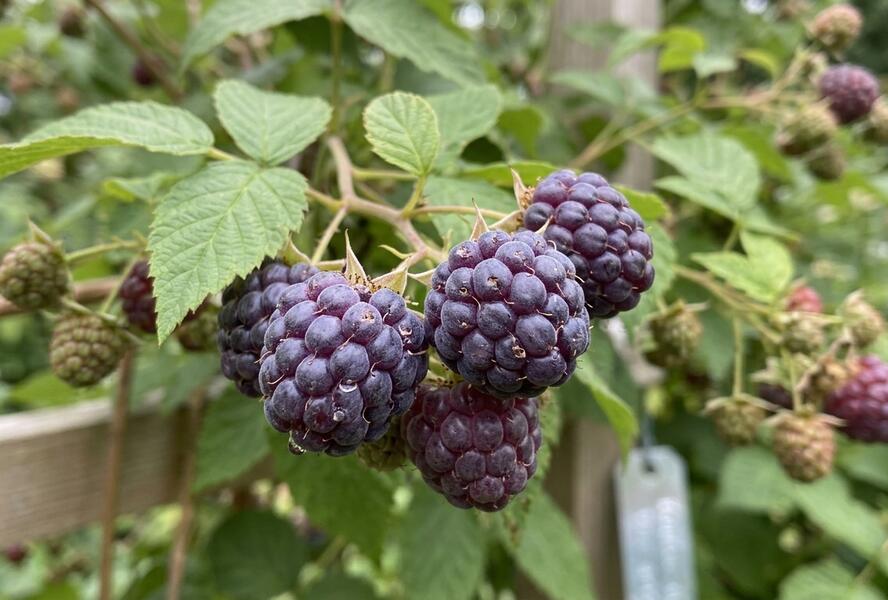 Malinoostružiník jednouplodící 'Glen Coe' - Rubus hybridus 'Glen Coe'