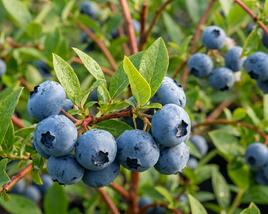 Borůvka chocholičnatá, kanadská borůvka 'Blueroma'