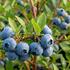 Vaccinium corymbosum 'Blueroma'.jpg