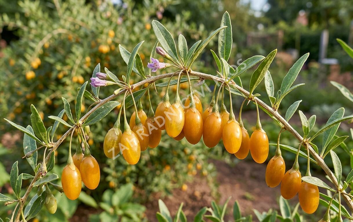 Kustovnice čínská 'Goji Golden' - Lycium barbatum 'Goji Golden'