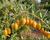 Kustovnice čínská 'Goji Golden'