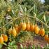 Lycium barbatum 'Goji Golden'.jpg