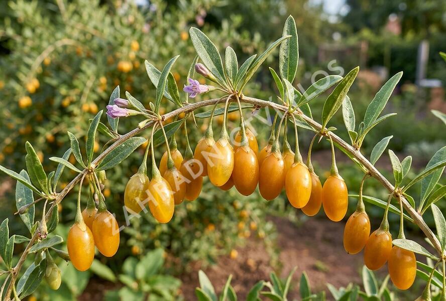 Kustovnice čínská 'Goji Golden' - Lycium barbatum 'Goji Golden'