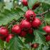 Crataegus pinnatifida 'Big Mao Mao'.jpg