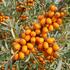 Hippophae rhamnoides 'Eva'.jpg